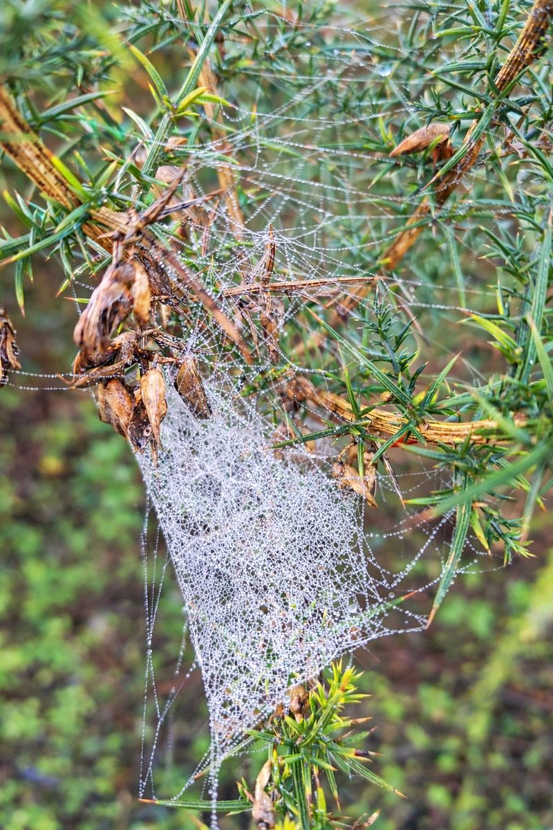 Bom dia! Entre agulhas e sementes secas, a teia suspende o tempo.
Cada gota de orvalho é um mundo, cada fio, um gesto de paciência.
A natureza borda silêncio com fios de luz. Boa 3°f
