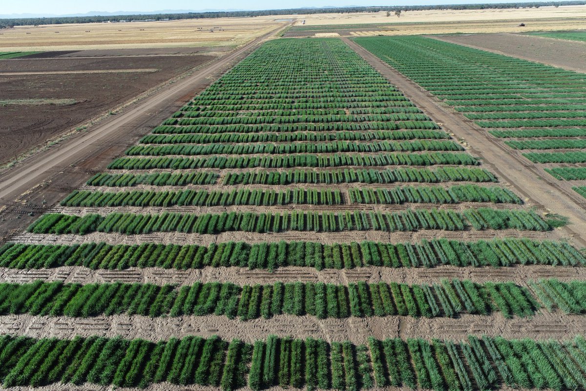 InterGrain tweet media