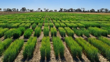 InterGrain tweet media