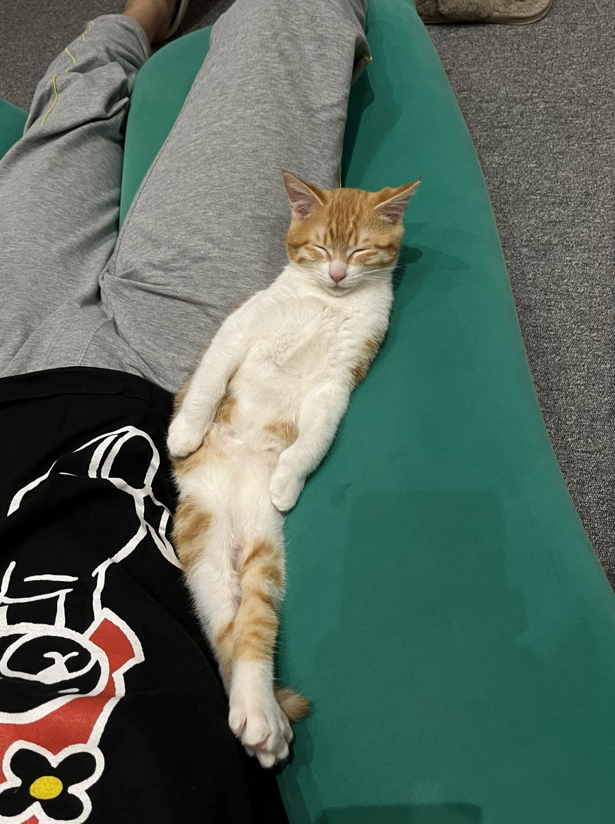 cat_stance's tweet photo. 赤ちゃん猫の独占ぽんぽん禁止法にひっかかるとこだった～🐈
朔3ヶ月🐈

#ねこ #cat #ねこかわいいね #キャットスタンス https://t.co/DqfcUmSvVi
