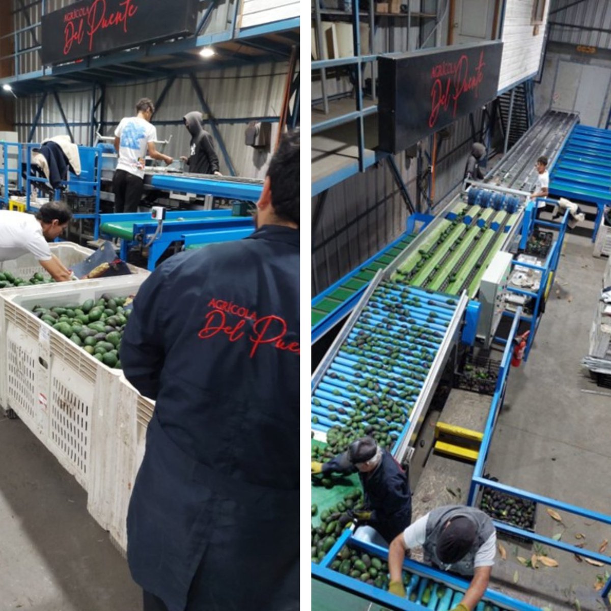 📰 Tuopinas.cl destacó la modernización de una pyme agrícola en La Cruz, gracias al programa Activa Desarrolla Inversión 2025 de Corfo Valparaíso 🌱🥑
#Valparaíso #Innovación #InversiónProductiva #DesarrolloTerritorial