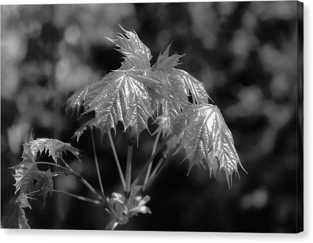 HurmerintaArt's tweet image. Maple leaves in black and white. 
#spring #freshleaves #leaves #maple 
#wallart #giftidea 
johanna-hurmerinta.pixels.com/featured/new-f…