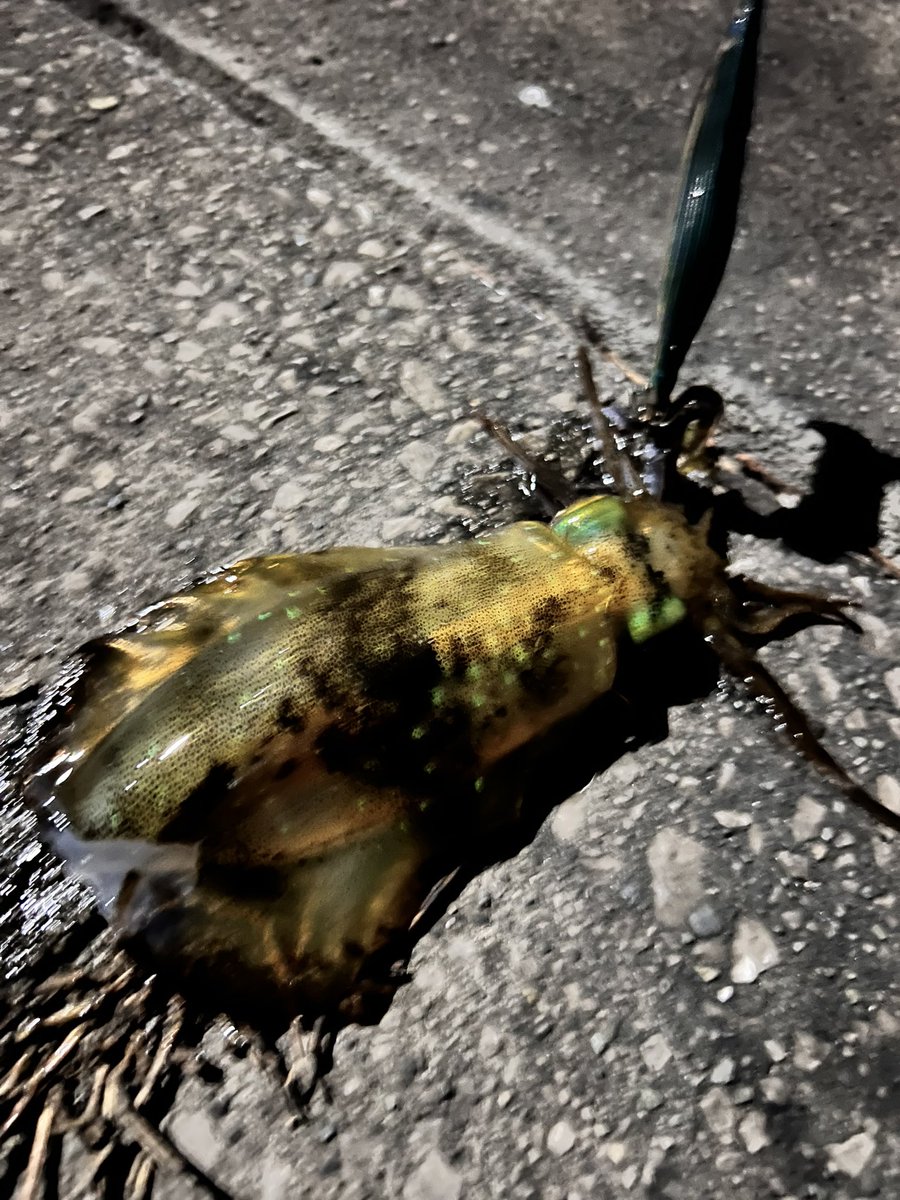 YDK0201mt's tweet photo. よー粘った。
しかし、負ける。

#エギング
#アオリイカ
#モンゴウイカ
#愛媛県 https://t.co/DIFLTEQnHY