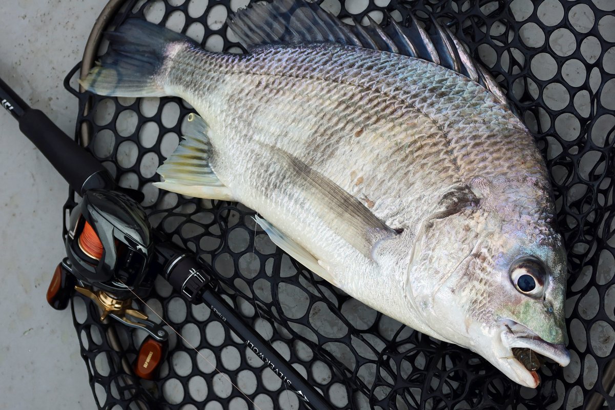 もりぞー (@morizo57) / Posts / X