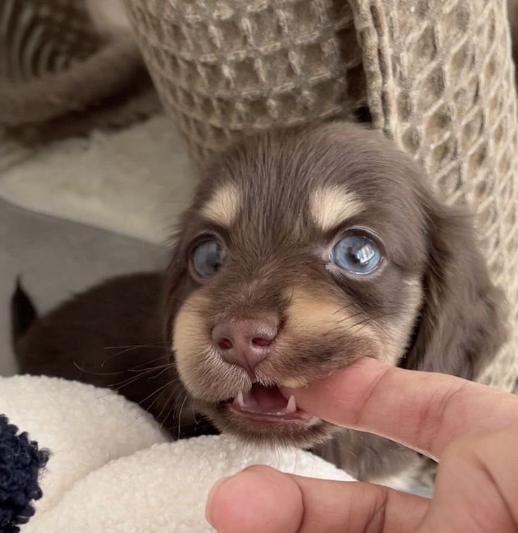 The Media  😭🇿🇦 under 

Jacob Zuma                                                Cyril