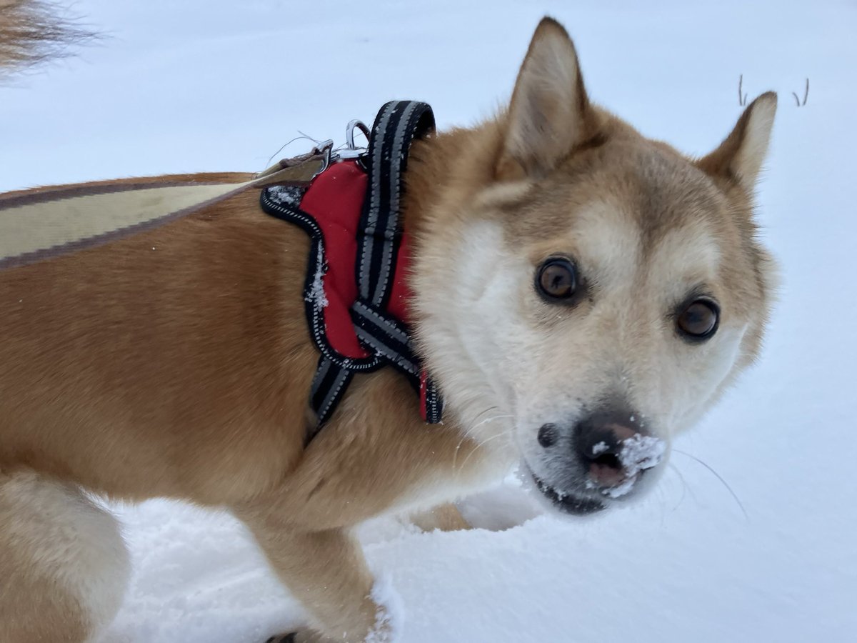 愛犬をベースに描いてます