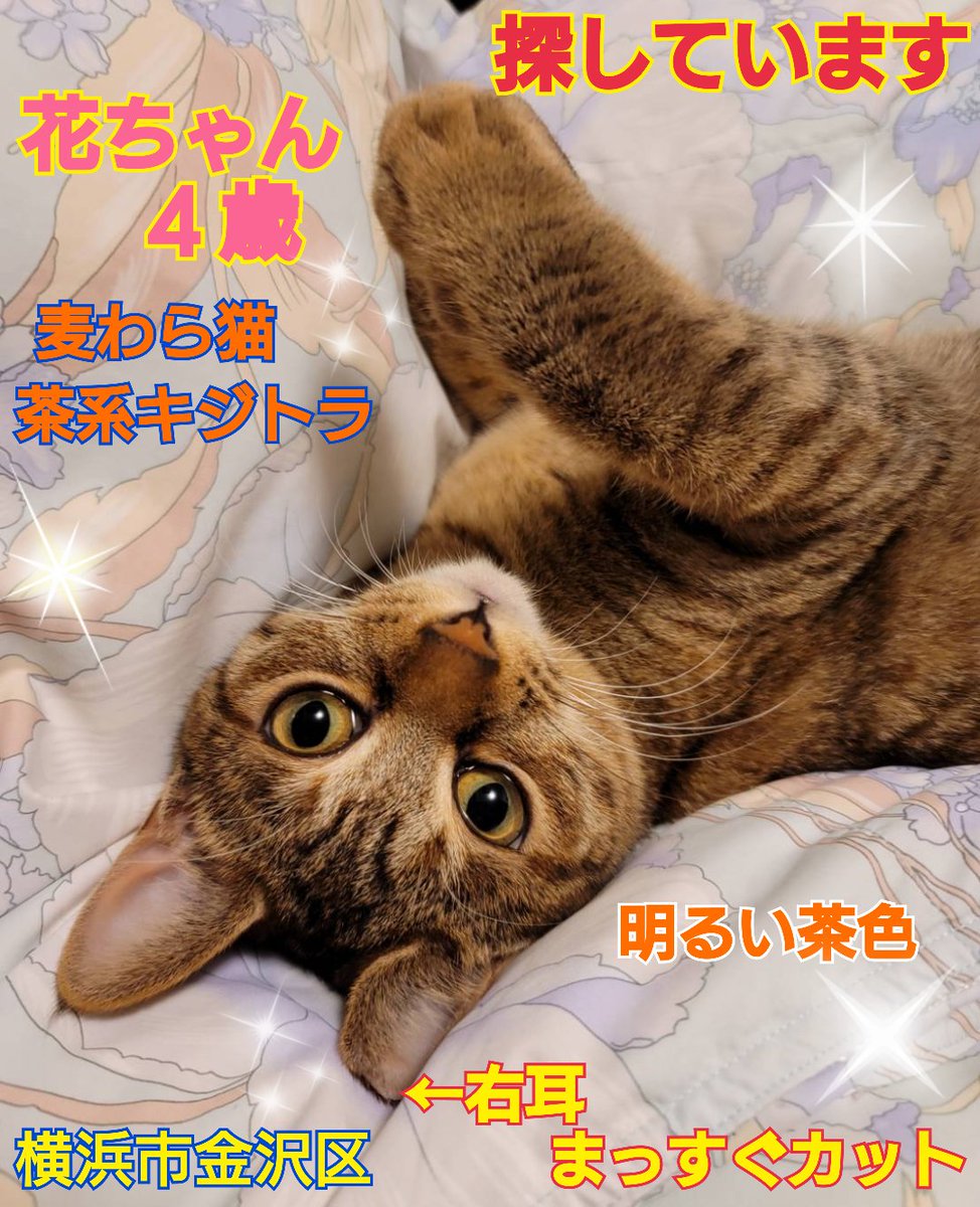 売り切り希望⑅︎◡̈︎*様 バイクでも2時間 (@yuji101567) / Posts / X