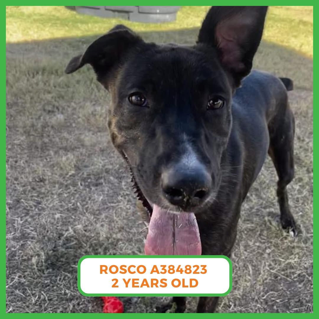 Amber, Belle & Kingston 🐾 tweet media