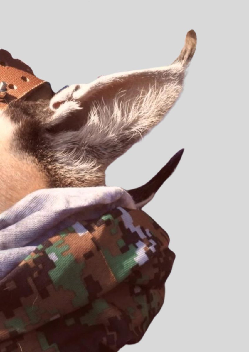 Bilal Habib tweet media