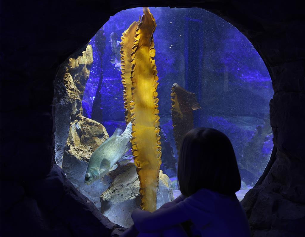 LiverpoolTIC's tweet image. Beat the winter chill with a day @World_Museum - step back in time to ancient Egypt, dive into the aquarium or fly to space in the planetarium - there's something for all ages 🔭 🐟 

liverpoolmuseums.org.uk/world-museum  
.
#LiverpoolTourist #DaysOutLiverpool #WorldMuseum