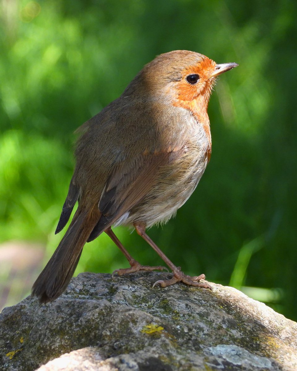 Bird and Recreation Initiative tweet media