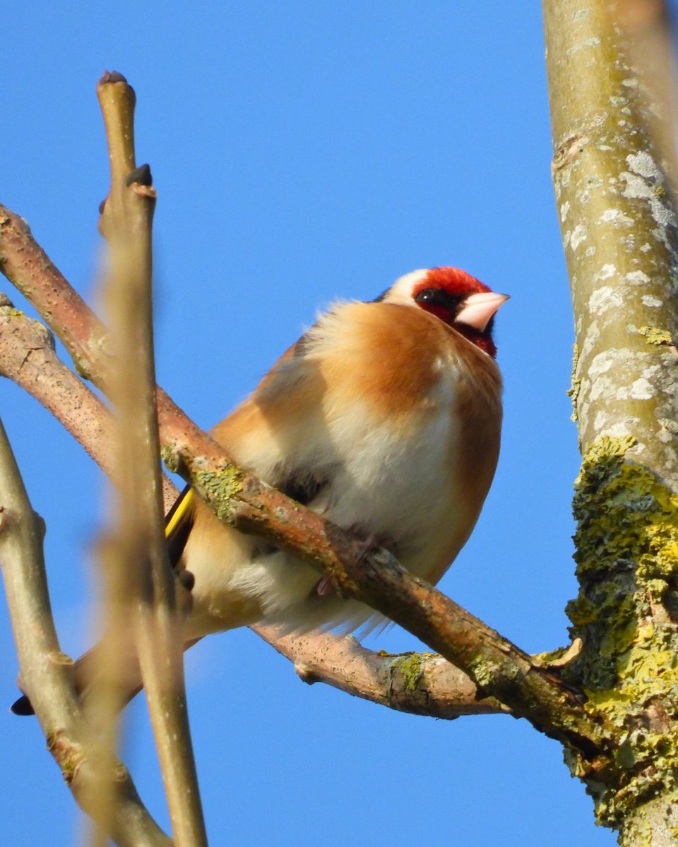 Bird and Recreation Initiative tweet media