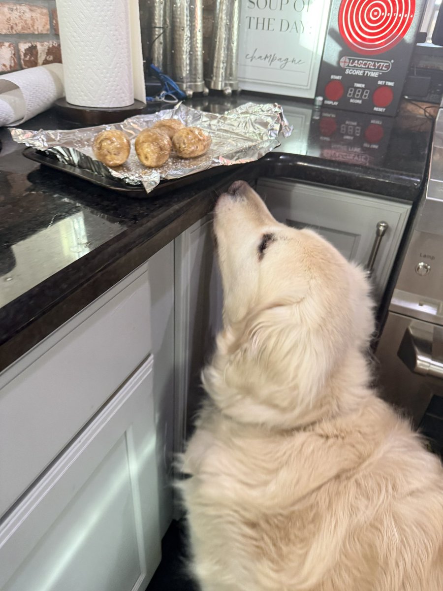 Sampson the Service Dog tweet media