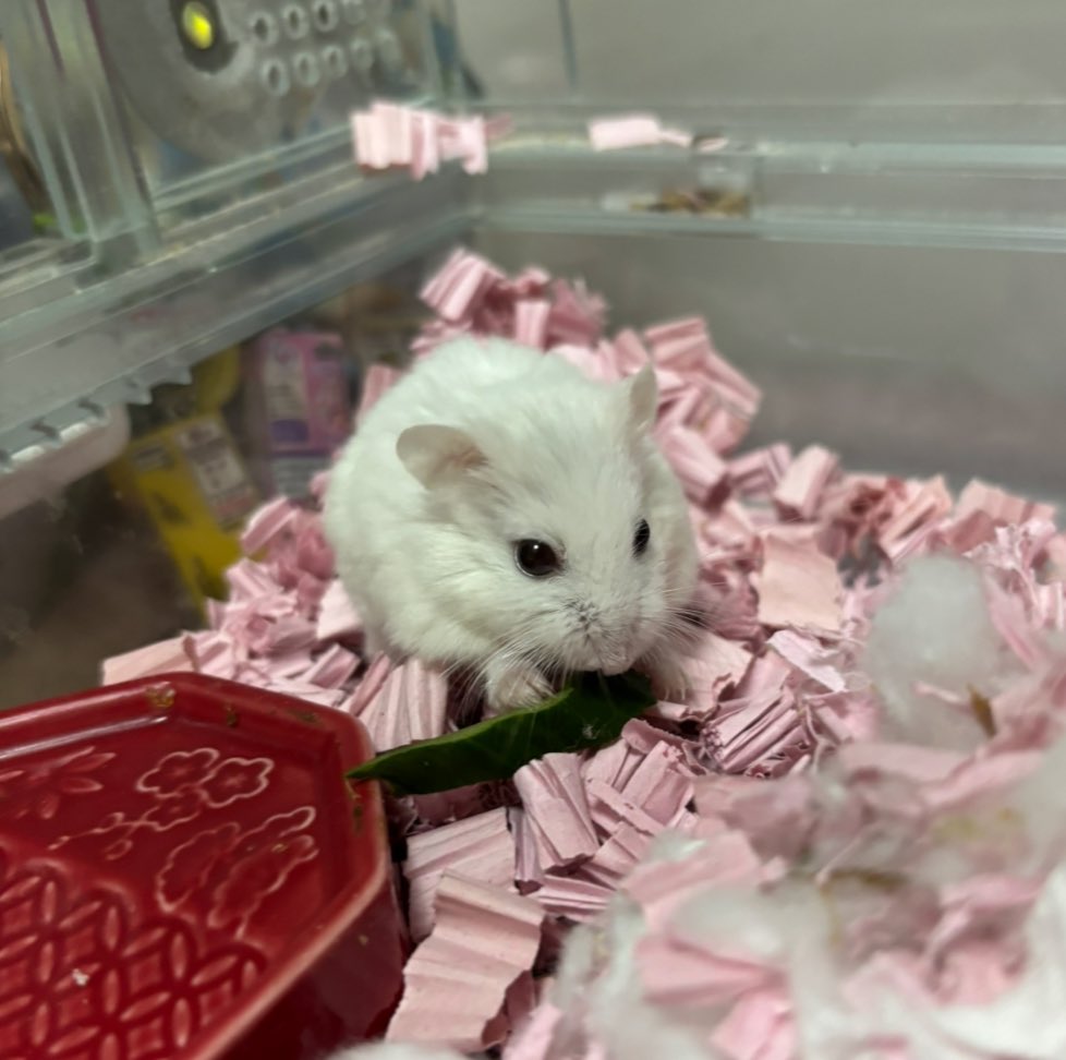 🥒 #ハムスター