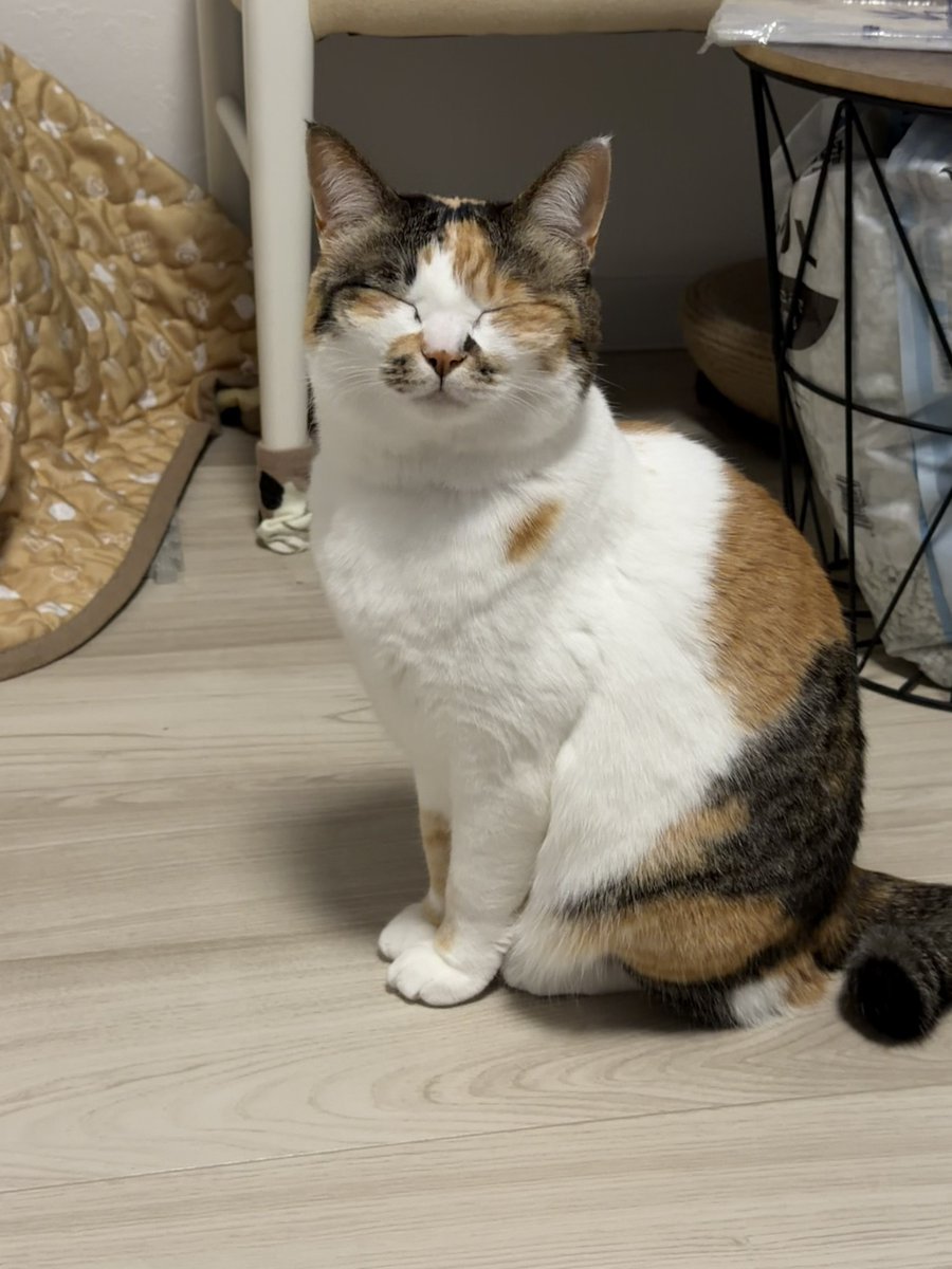 コムギと卍丸(まんじまる)とのりまきとおむすびとおはぎ (@komugi56285