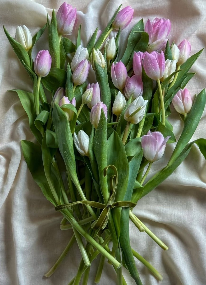 Tulips Library (@tulipslibrary) on Twitter photo 