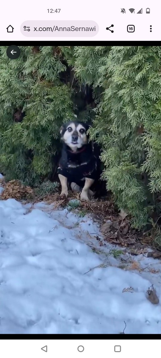 Malutki DZIDEK czeka na Ciebie w Łowiczu♥️♥️♥️♥️🆘🆘🆘🆘