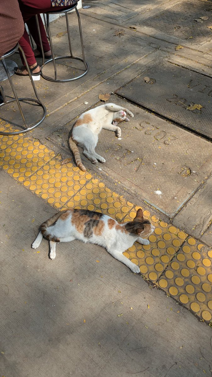 Run_debucho's tweet photo. ムンバイの猫ちゃん https://t.co/C7KWdCX8rs