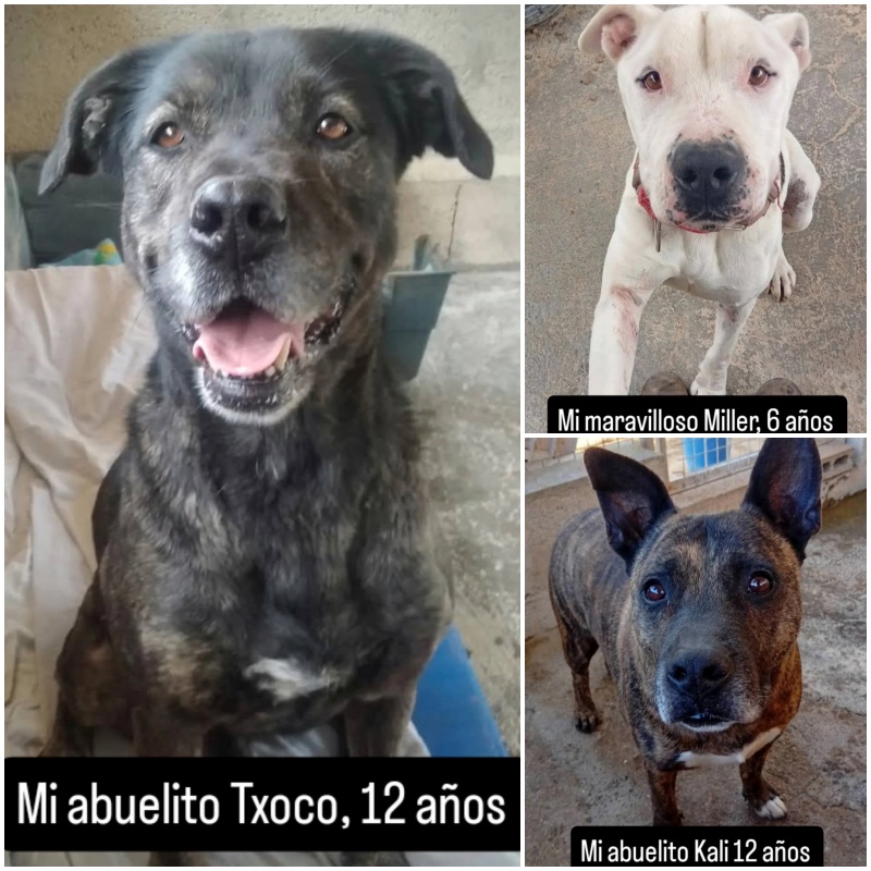 #TENERIFE
Estos son tres de los casos especiales del centro; #TXOCO (12 años), #MILLER (6 años) y #KALI (12) 
Tres perritos completamente invisibles.

Su edad, su aspecto… hacen que sea casi imposible encontrarles una familia.
Los hemos publicado mil veces, sin ningún éxito.

Y