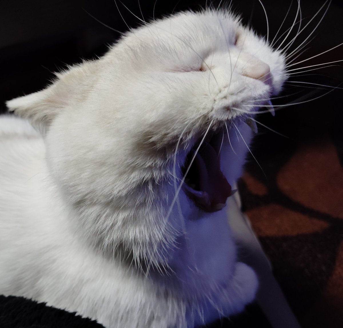 福ちゃん (@fukuchanwhite) / Posts / X