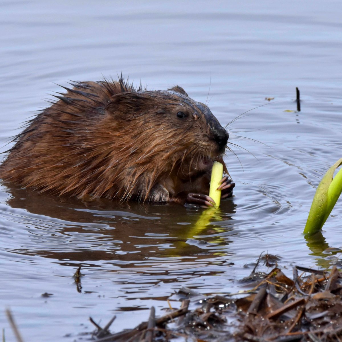 Waterschap Drents Overijsselse Delta tweet media