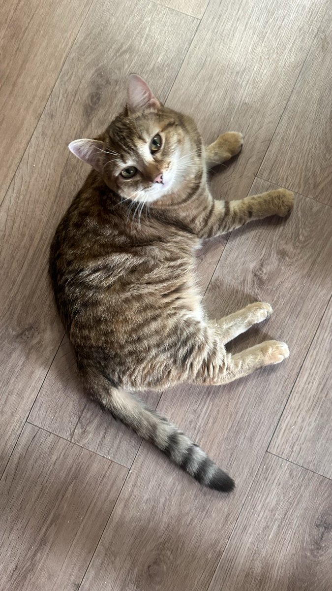 🎄🎪Костя Кошкин tweet media