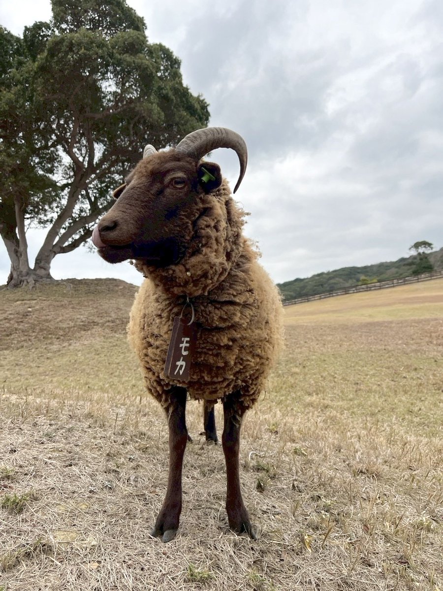 たまにヤギと間違われますがマンクスロフタンという品種のヒツジです