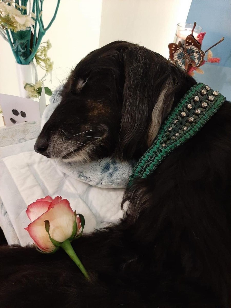 Beyond The Leash tweet media