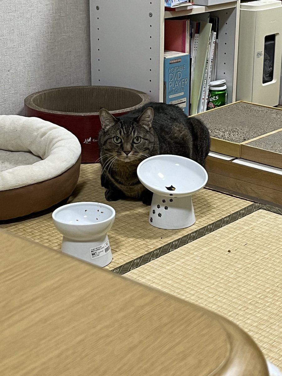 ねこじま まめたろう (@nekojima_22) / Posts / X