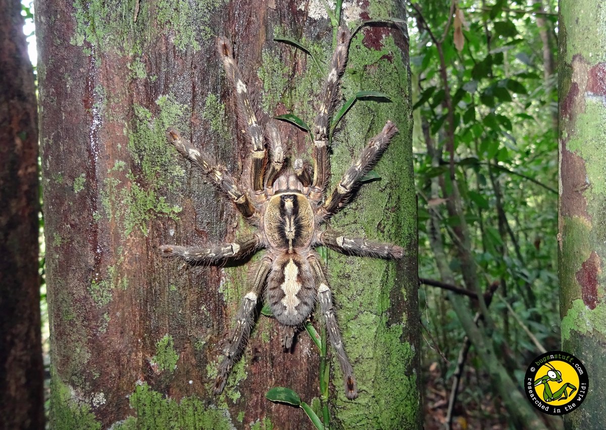 bugsnstuff.com tweet media