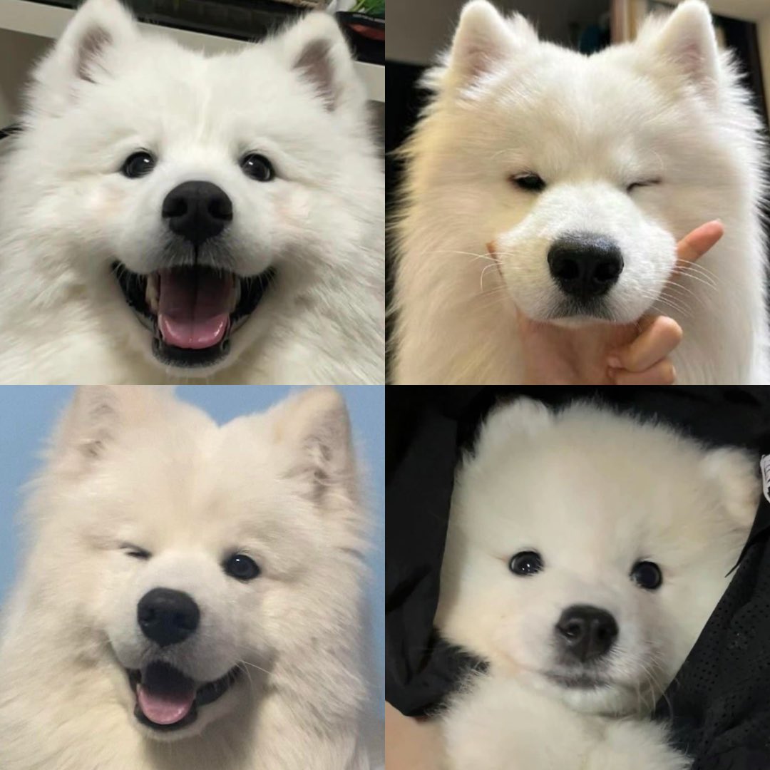 สกาย อยู่หนาย (👀) แยกไม่ออกงะ
อ้วมอ้วม ฟูฟู หมดเยย ૮ • ﻌ - ა🤍