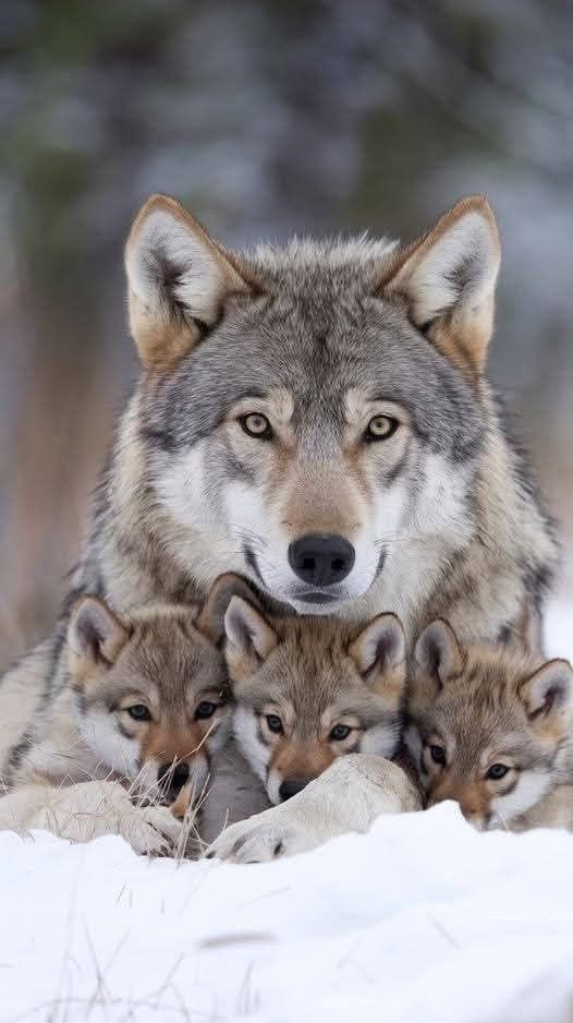 WOLF LOVERS tweet media
