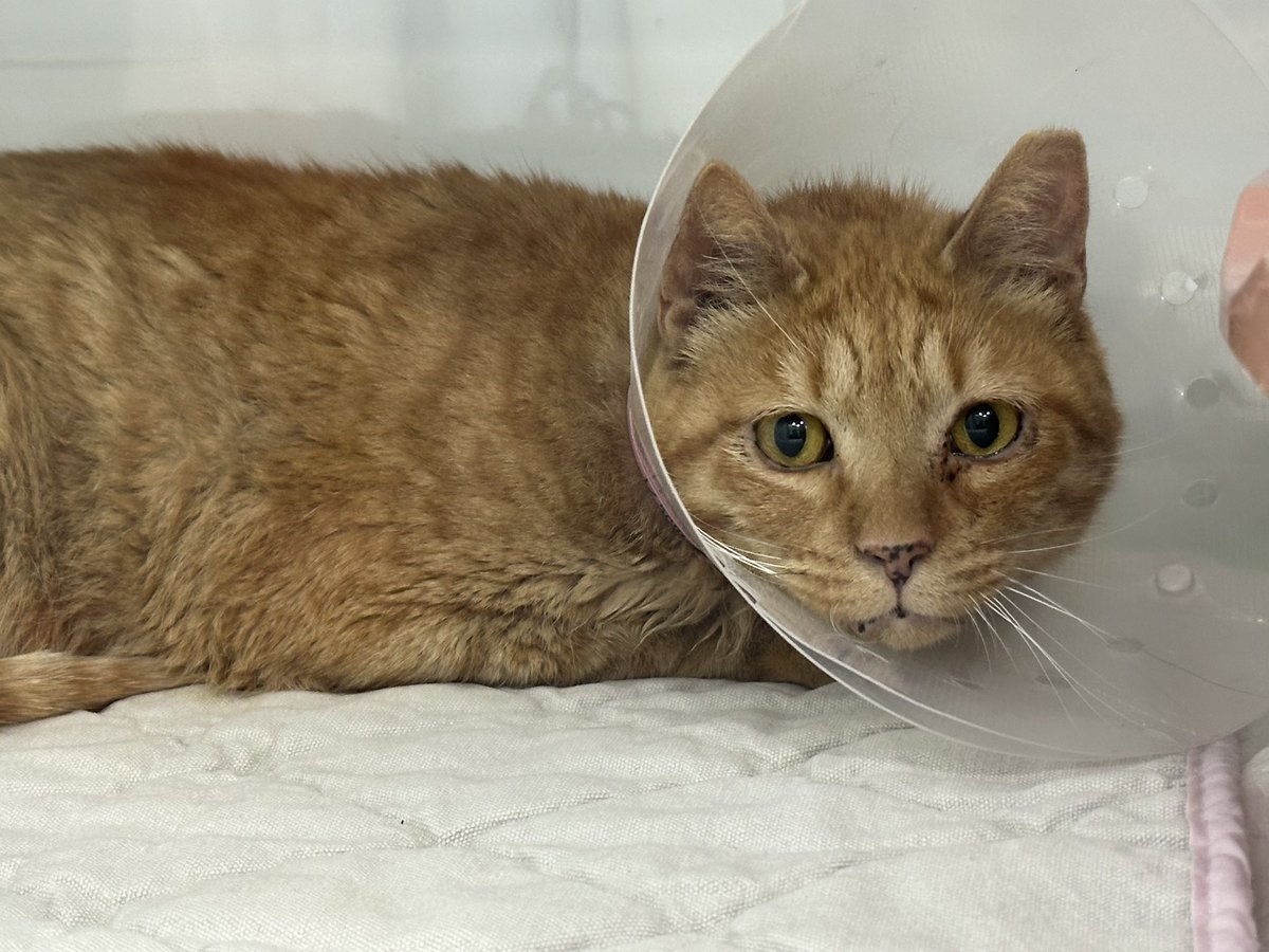 전발치 수술이 꼭 필요한 상황이며 예상 치료비는 약 250만 원입니다..

개인 구조자가 감당하기엔 너무 큰 금액이라
부득이하게 다시 한 번 도움을 요청드립니다.
소액 후원도 가필드에겐 정말 큰 힘이 됩니다ㅠㅠ

기업 655-028228-01-012 손연주

RT만으로도 큰 도움이 됩니다.
잘 부탁드립니다🙇🏻‍♀️