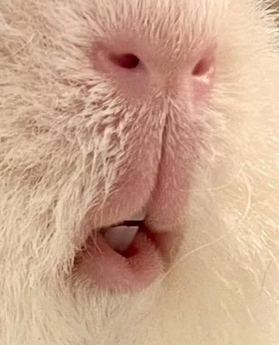 #TLにモルモットのドアップ画像をあげて人々を幸せにしよう計画