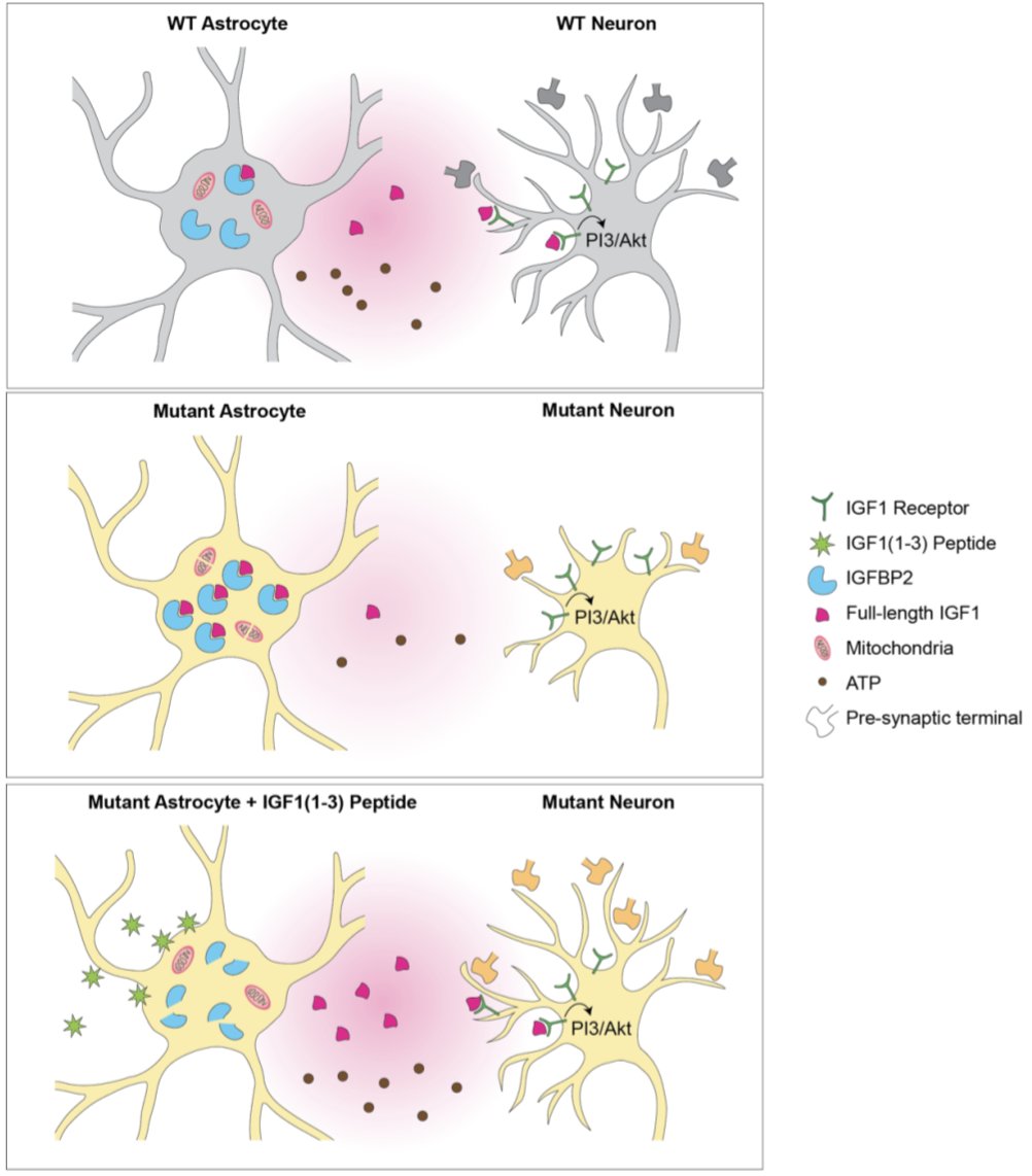 prachi246's tweet photo. Our new preprint is out on bioRxiv!

We show that an IGF-1 peptide acts on Rett syndrome astrocytes to degrade IGF-binding proteins, rescue synaptogenesis, and restore mitochondrial function.

https://t.co/FKxPlbXdXE

#Rettsyndrome #Astrocytes #Neurodevelopment #IGF1 #synapse https://t.co/t36yGVj1u5