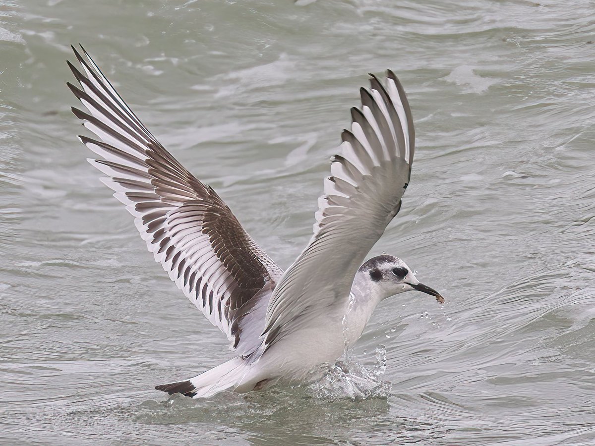 WarranPhoto's tweet image. Brilliant to see these amazing looking #little #gulls so close in at #stonepier #Weymouth yesterday.  First time i've seen them. Love um !, &amp;amp; the way they  were flying about and diving into a windy &amp;amp; rough sea was a treat!