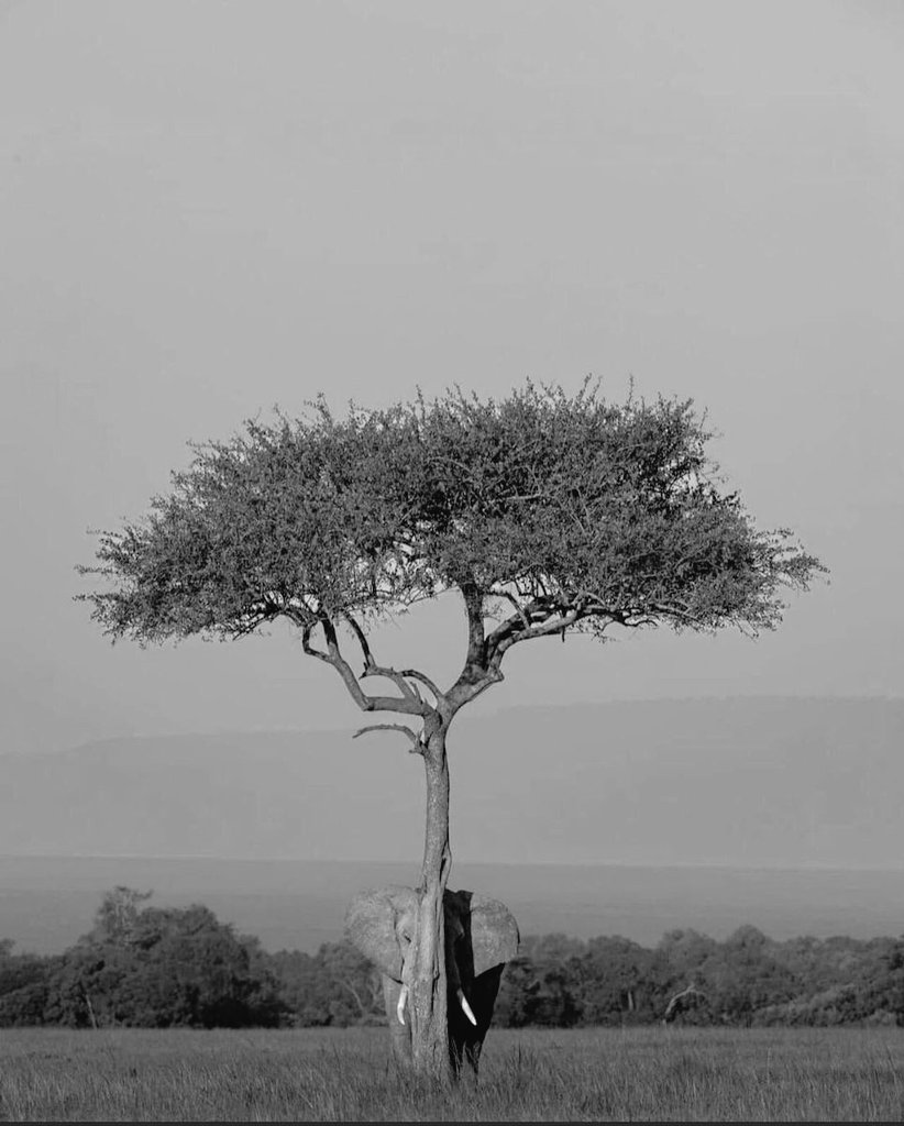 Fili görmeyen gözleriniz pireyi arıyor…

- Yaşar Kemal-