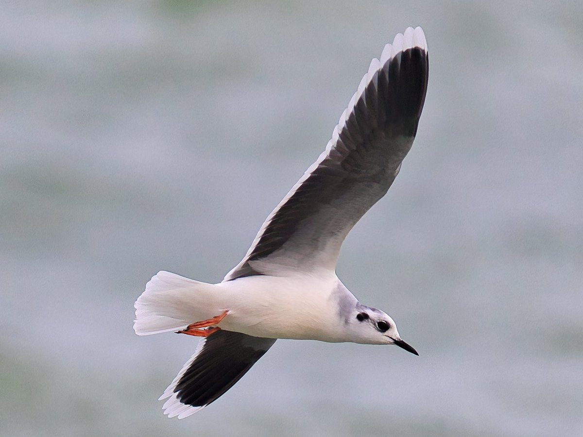 WarranPhoto's tweet image. Brilliant to see these amazing looking #little #gulls so close in at #stonepier #Weymouth yesterday.  First time i've seen them. Love um !, &amp;amp; the way they  were flying about and diving into a windy &amp;amp; rough sea was a treat!