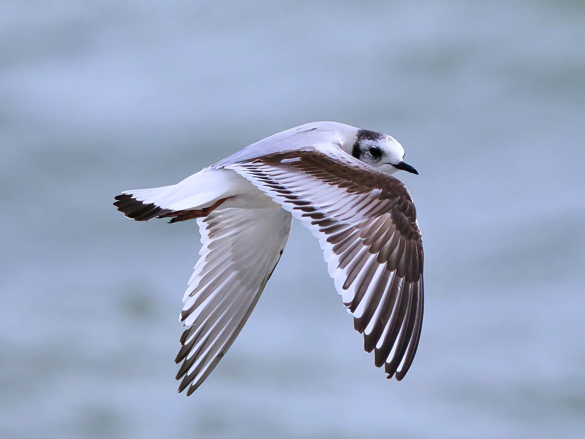 WarranPhoto's tweet image. Brilliant to see these amazing looking #little #gulls so close in at #stonepier #Weymouth yesterday.  First time i've seen them. Love um !, &amp;amp; the way they  were flying about and diving into a windy &amp;amp; rough sea was a treat!