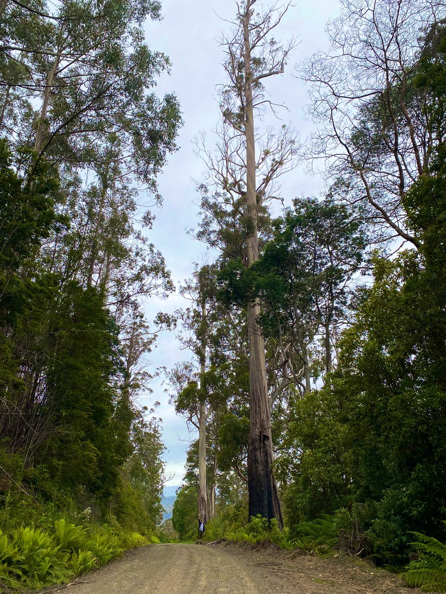 In the land of the Giants.

This remarkable E, regnans dwarfs the human beside it. 

85m (285ft) 

The very last of the tallest flowering plant in the world is still standing in the forests of #tasmania 

My first entry for #thicktrunktuesday 2026.

You’re welcome.