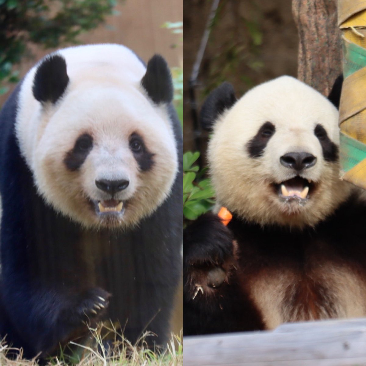 パンダ•*¨*•.¸♬︎ I🫶Japanda🐼