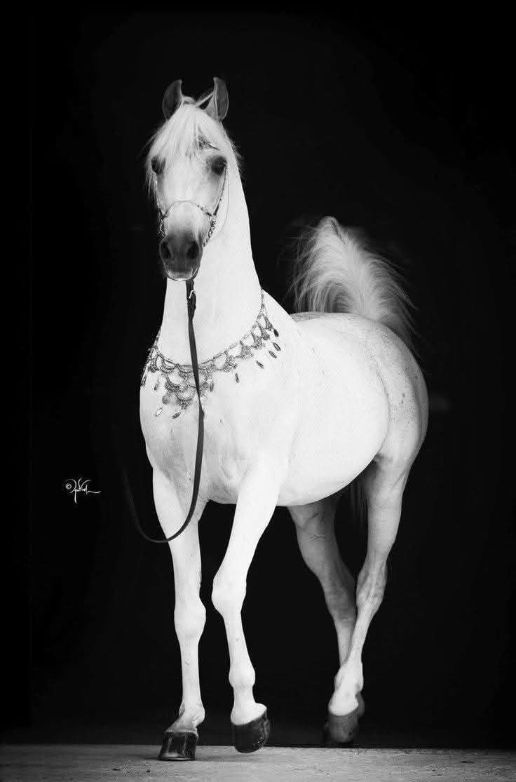 الطير المسافر(علاء) tweet media