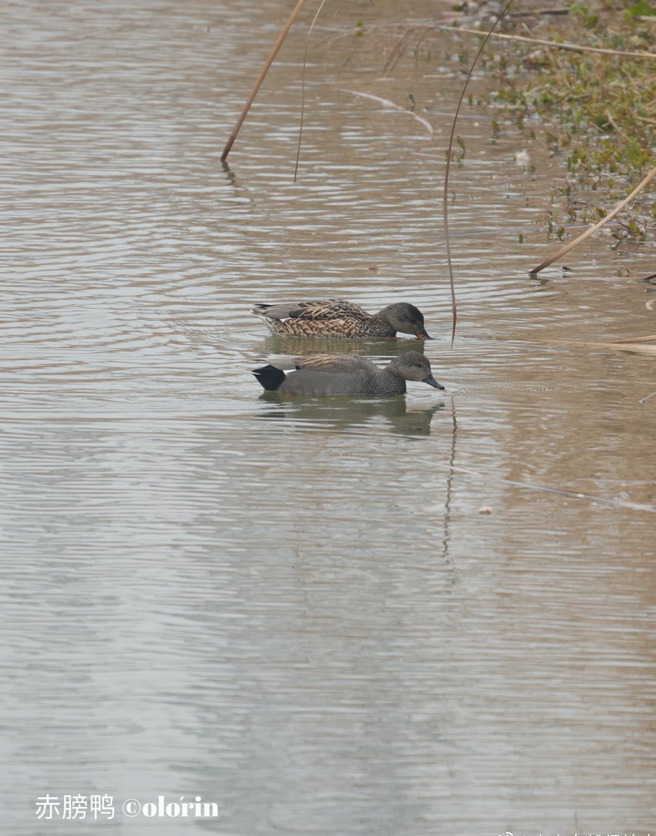 Shan Shui Conservation Center tweet media