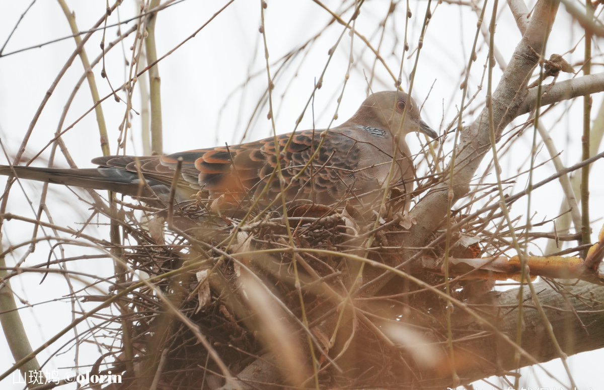 Shan Shui Conservation Center tweet media