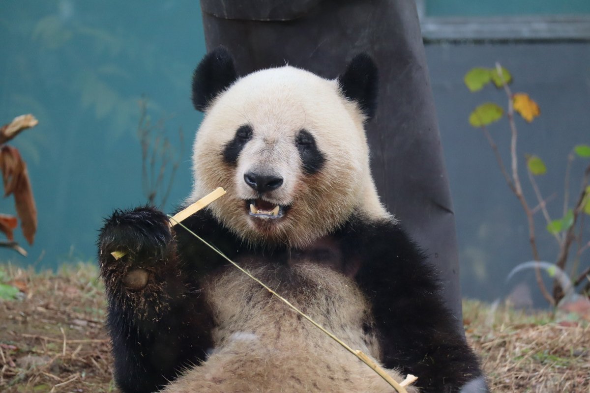 かおりんご🍏🌸 (@kao_ringo_) / Posts / X