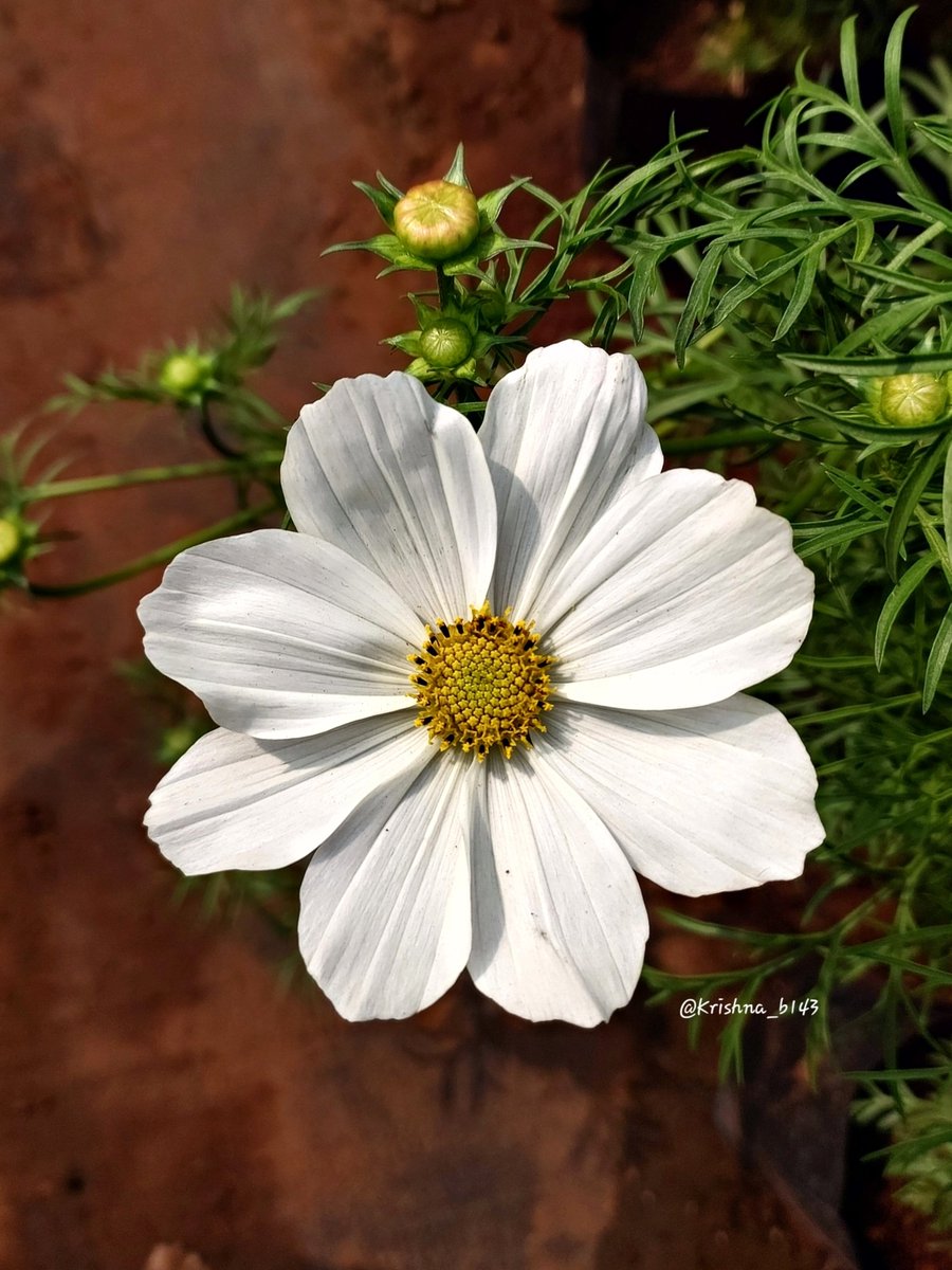 कृष्णा भागडे 🇮🇳 Krishna Bhagade tweet media