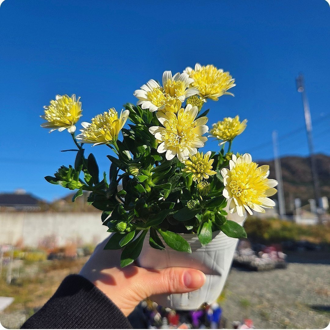 engeinet's tweet photo. 八重咲きのオステオスペルマム。小林花卉さんオリジナルのプリンセスシリーズです✴️かわいらしくも華やかなピンク、パープルなどカラーバリエーションも豊富。単鉢、寄せ植えでも春の彩りを楽しめますよ🌿H
https://t.co/szruz7raoG
検索キーワード｢オステオスペルマム　プリンセス」 https://t.co/bZ0dePJ9F9