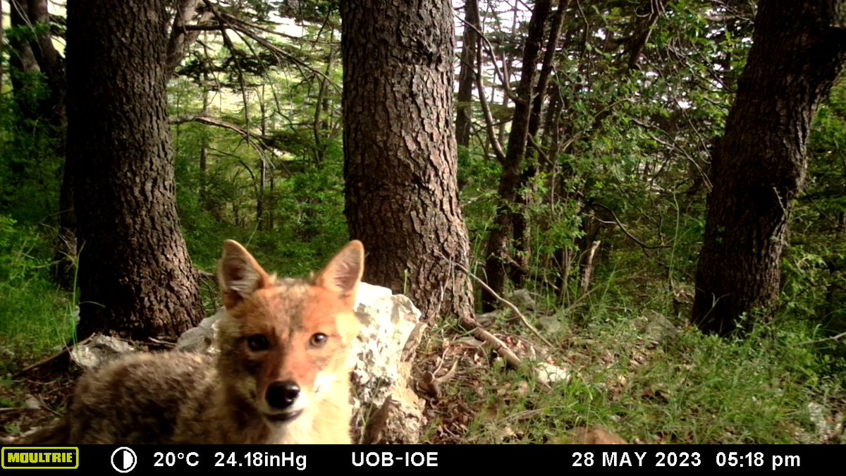 Environmental Conservation tweet media