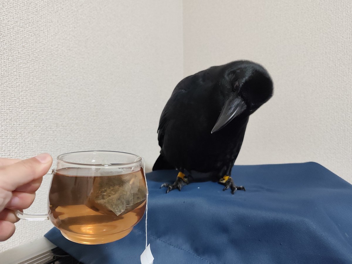 ティーパックいれてたらすっごい不思議そうな顔で見てて可愛かった
初めて見るもんね