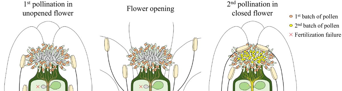 PlantSciRes's tweet photo. #SeedBio
Petal closure enables a second self-pollination in Arabidopsis, rescuing fertility under heat or genetic stress.
@MaximumAcademic #PlantReproduction #SelfPollination @NewPhyt
Details: https://t.co/lk0EcCb7C7 https://t.co/Hymx46JHbe